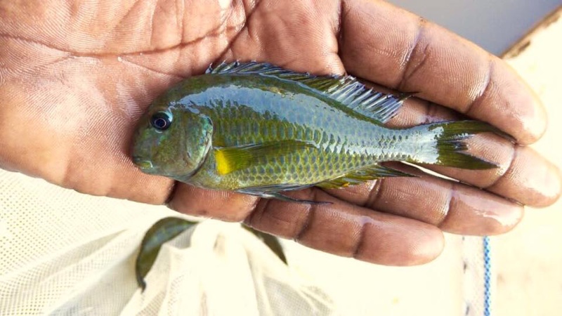 Tropheus sp. 'crescentic' Mkuyu